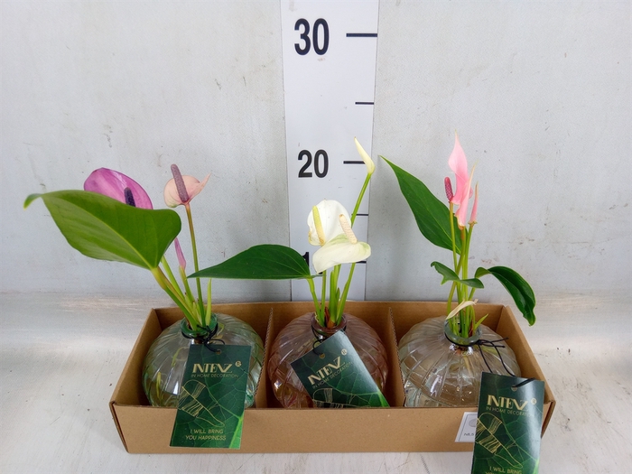 <h4>Planten  ..mix</h4>