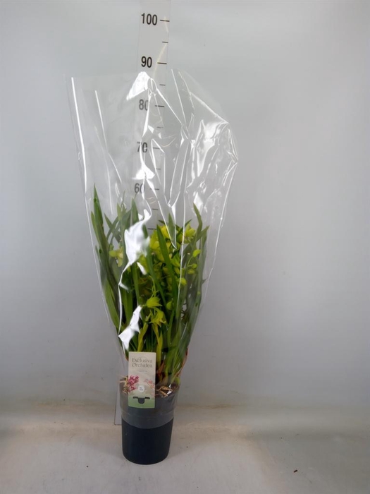 <h4>Cymbidium   ...</h4>