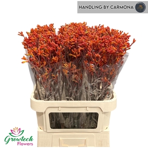 Anigozanthos Sienna Gold