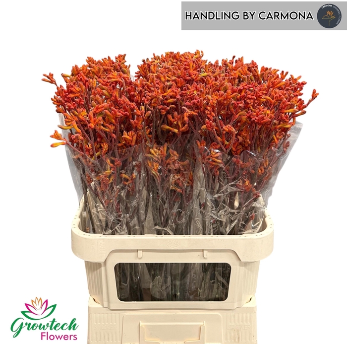 <h4>Anigozanthos Sienna Gold</h4>