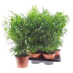 Chamaedorea elegans 17Ø 50cm