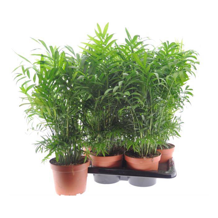 <h4>Chamaedorea elegans 17Ø 50cm</h4>
