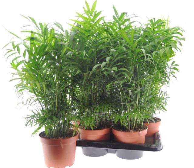 Chamaedorea elegans 17Ø 50cm