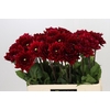 Dahlia Red Runner