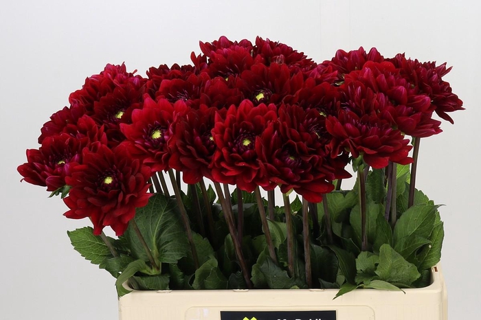 <h4>Dahlia Red Runner</h4>