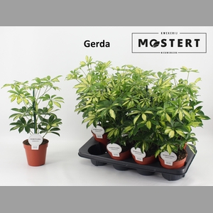 SCHEF AR GERDA