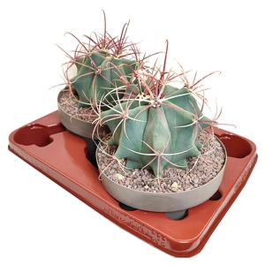 Ferocactus Emoryi