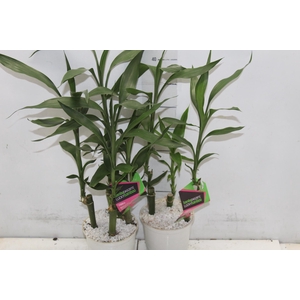 DRACENA LUCKY BAMBOO P12