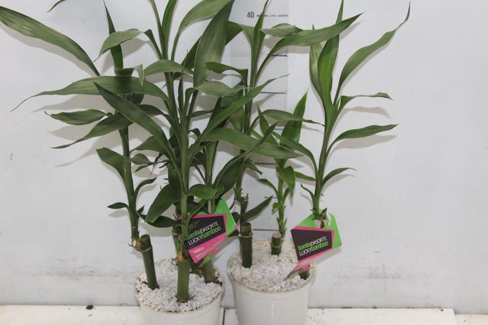<h4>DRACENA LUCKY BAMBOO P12</h4>