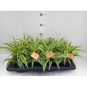 Chlorophytum com. 'Ocean'