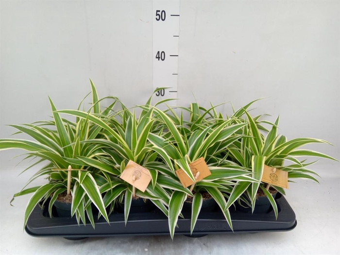 <h4>Chlorophytum com. 'Ocean'</h4>