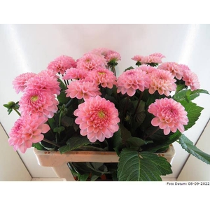 Dahlia Ball Wizzard Of Oz Baars