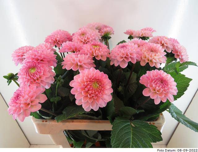 <h4>Dahlia Ball Wizzard Of Oz Baars</h4>