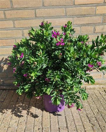 <h4>Polygala Myrtifolia Bush</h4>