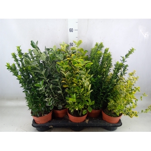Euonymus japon.   ...mix
