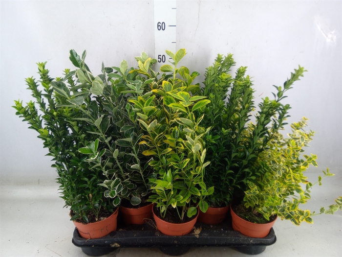 <h4>Euonymus japon.   ...mix</h4>