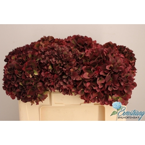 HYDR M MAG PI RUB CL