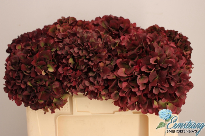 <h4>HYDR M MAG PI RUB CL</h4>