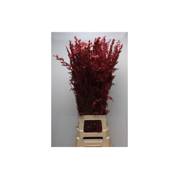 <h4>Kaaps Bell Reed Pink</h4>