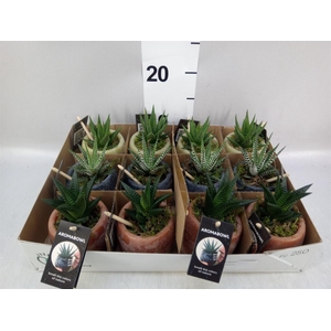 Arr.   Kamerplant Groen L%