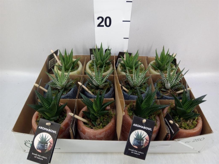 <h4>Arr.   Kamerplant Groen L%</h4>