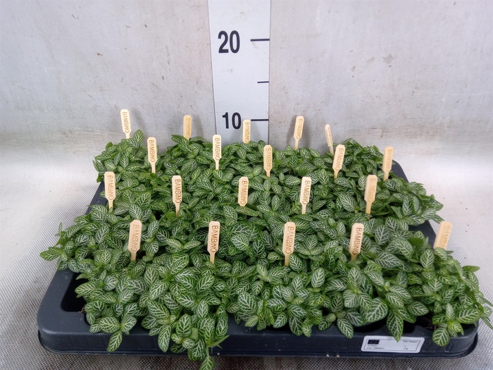 <h4>Fittonia verschaf.</h4>