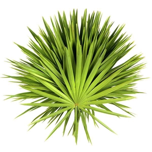 PALMETTO X 20