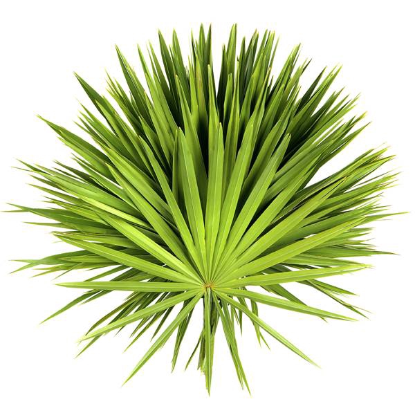 Cane Palm 100cm