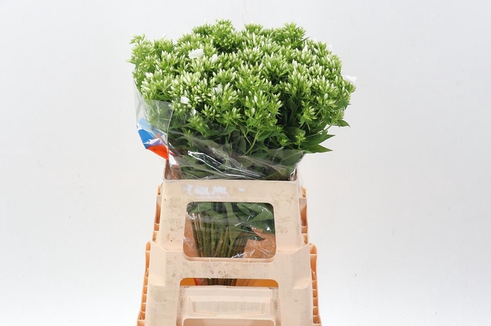 <h4>Phlox P Whitecap</h4>