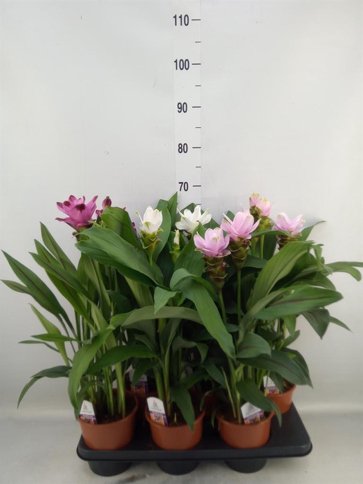 <h4>Curcuma   ...mix</h4>