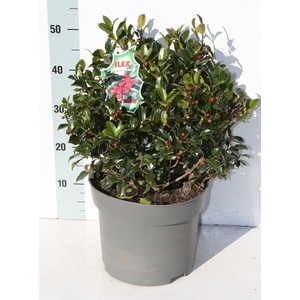 ILEX MES BLUE MAID