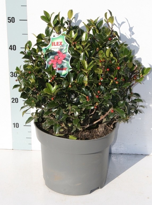 <h4>ILEX MES BLUE MAID</h4>