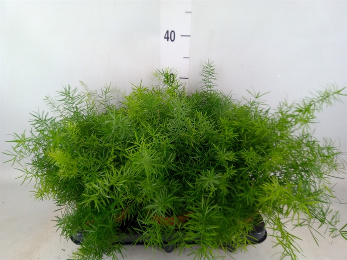 <h4>Asparagus dens. 'Mazeppa'</h4>