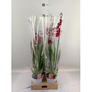 Burrageara  'Nelly Isler'