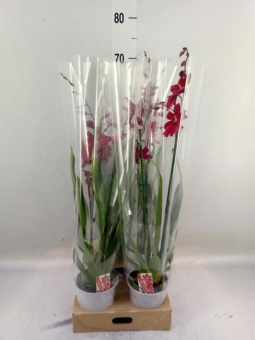 <h4>Burrageara  'Nelly Isler'</h4>