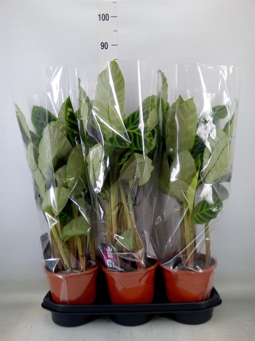 <h4>Calathea zebrina</h4>