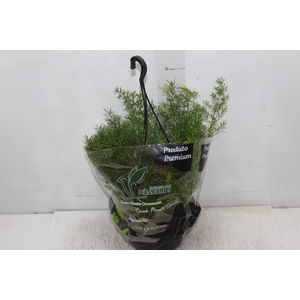 ASPARGO ALFINETE C21