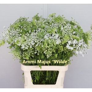 AMMI MAJUS