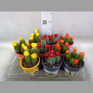 Cactus   ...decorated