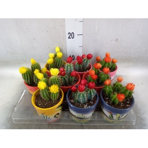 Cactus   ...decorated