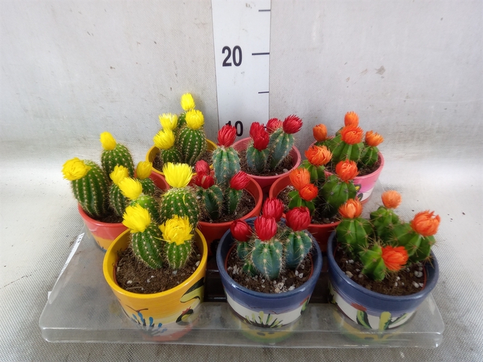 <h4>Cactus   ...decorated</h4>