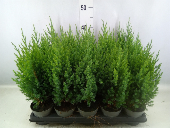 <h4>Juniperus chinensis 'Stricta'</h4>