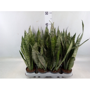 Sansevieria zeylanica