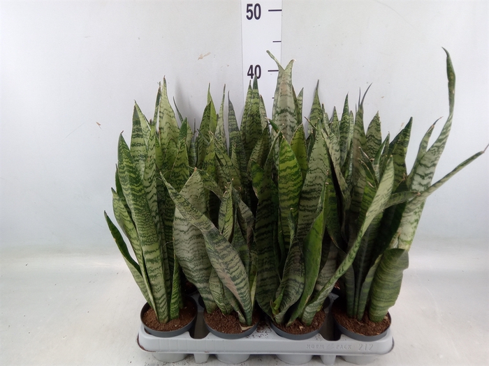 <h4>Sansevieria zeylanica</h4>