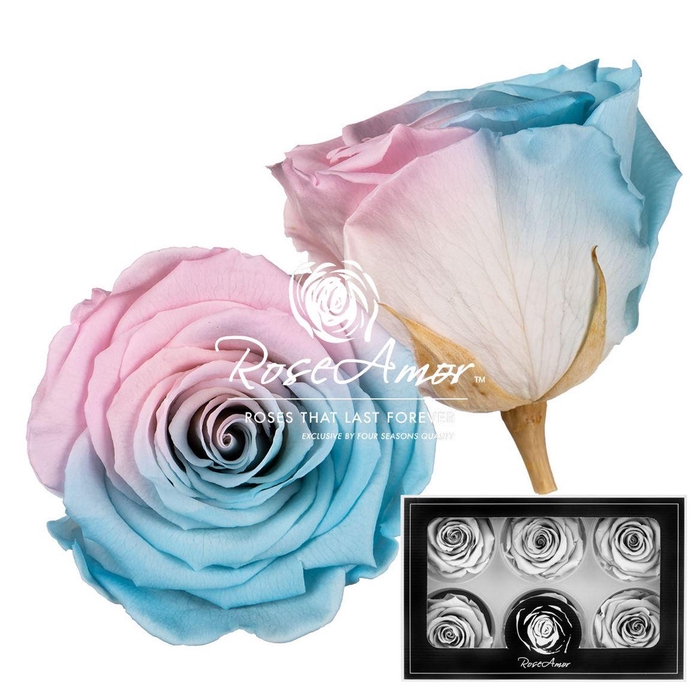 <h4>Lplus Bic40</h4>