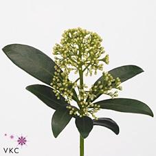 Skimmia Finchy