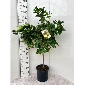 Citrus aurantifolia Lime on stem