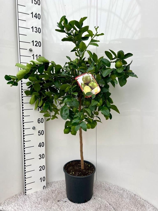 <h4>Citrus aurantifolia Lime on stem</h4>