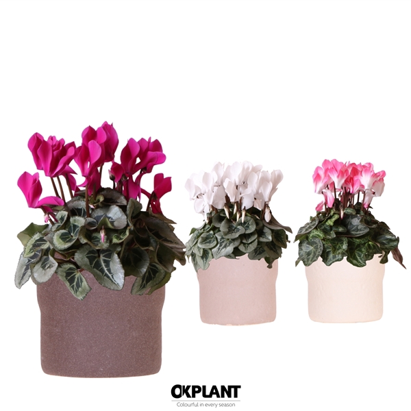 <h4>Cyclamen mix in Rustic pot mix</h4>