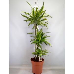 Dracaena fr de 'LemonLime'